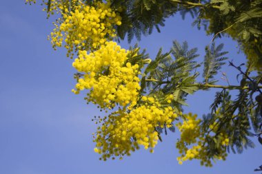 Mimoza çiçek mavi gökyüzü üzerinde