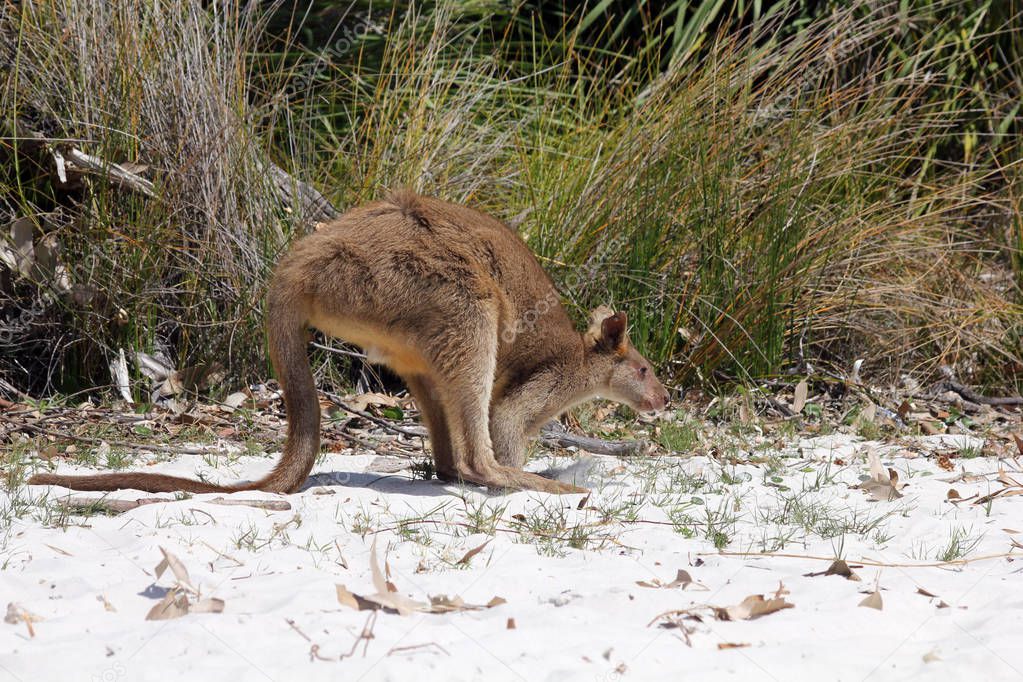 Young kangaroo on white sand