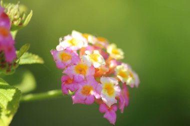 Bahçedeki pembe çiçekler