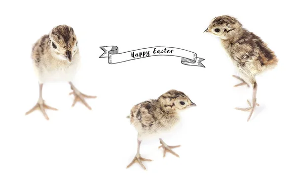 Easter consept Baby pheasant on white — Stock Photo, Image