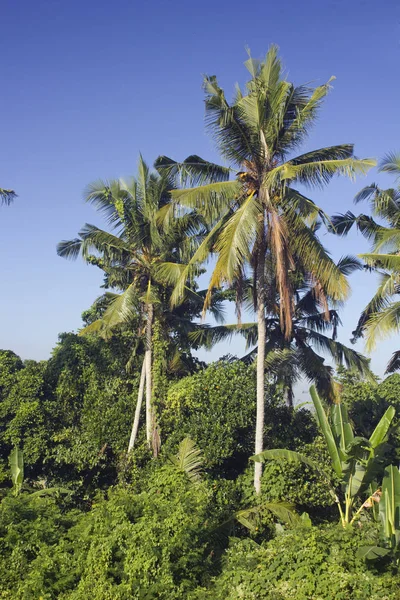 Coconut palm trees on Bali — Stock Photo, Image