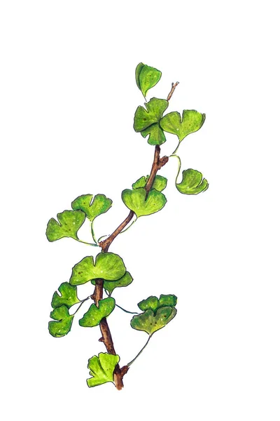 Hand drawn Ginko tree branch on white — Stock Photo, Image