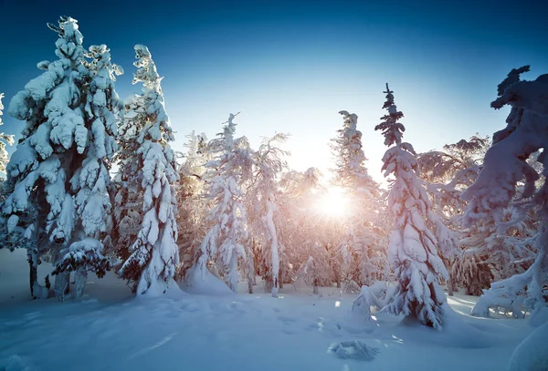 Fairy winter landscape with snow covered trees