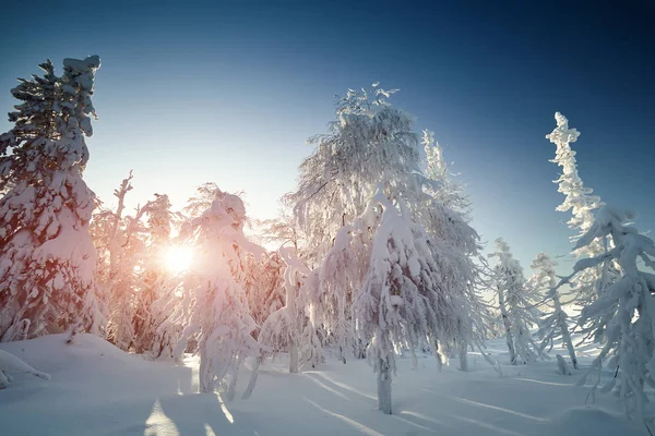Zimní krajina s sněhová víla zahrnuty stromy — Stock fotografie