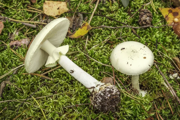 Taburete de sapo pálido (Amanita falloides ) —  Fotos de Stock