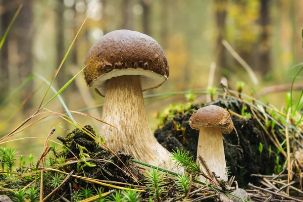 Deux bolets de champignons en forêt en septembre — Photo