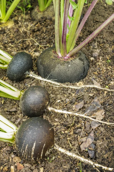 Rabanete preto no jardim — Fotografia de Stock