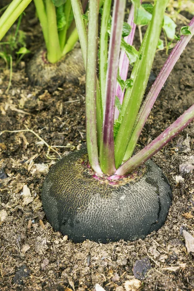 Black radish on the fertile soil — Stock Photo, Image