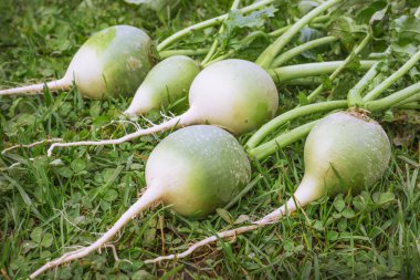 Çince veya yeşil turp