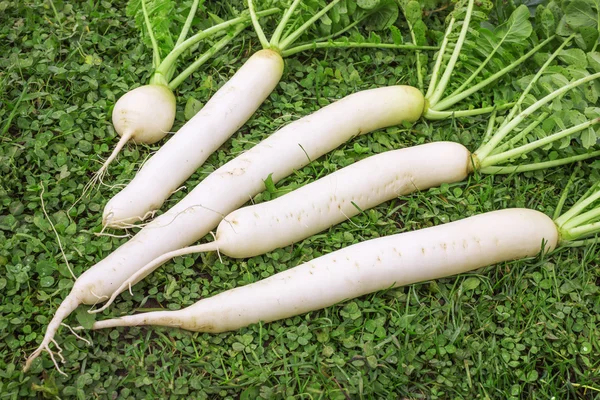 Ravanello fresco Daikon sul prato — Foto Stock