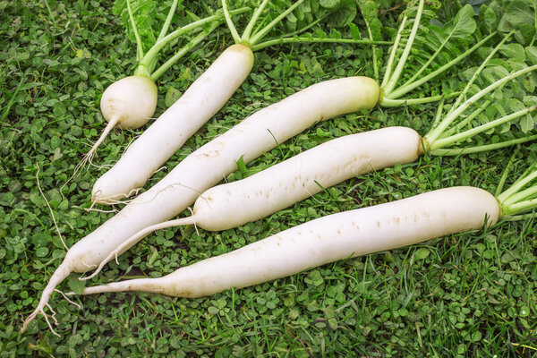 Свежая Дайкон редис на лужайке
