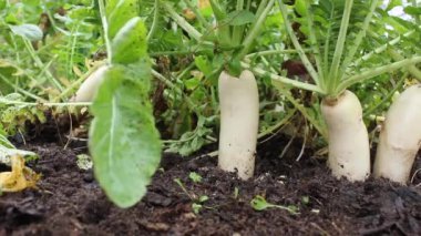 El bahçıvan olgun daikon turp toprak dışarı çeker