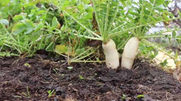 Jardinero saca rábano daikon maduro del suelo — Vídeos de Stock