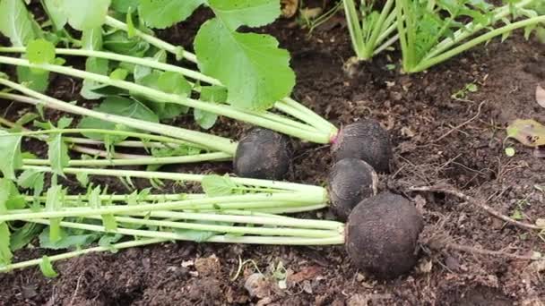 Ripe black radish excavated — Stockvideo