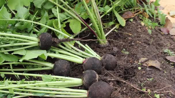 Hand gardener pulls ripe radish out of the soil — Stock Video