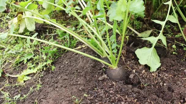 Giardiniere tira ravanello maturo dal terreno — Video Stock