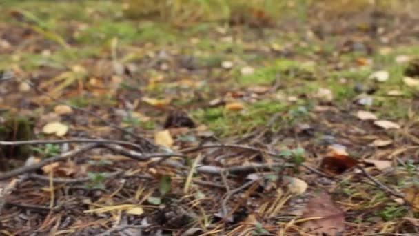 Bright red mushroom amanita found in the forest — Stock Video