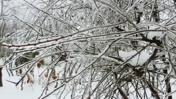 La siembra en el jardín de invierno sufren de hielo severo — Vídeos de Stock