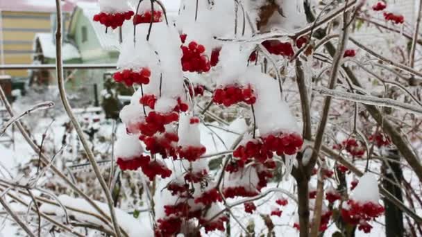 Viburnum dans le jardin recouvert de glaçons — Video