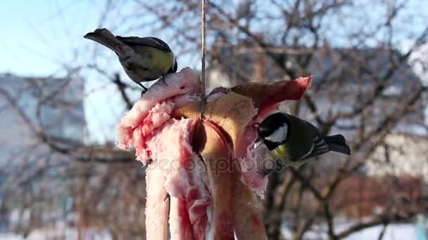 Alimentación tit en invierno, aves picoteando manteca de cerdo — Vídeo de stock