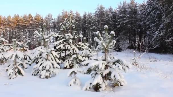 Winterlandschap, pine onder het gewicht van de sneeuw — Stockvideo