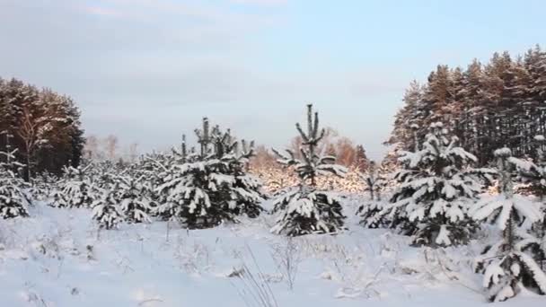 Winter, avond, pine gebogen onder gewicht van de sneeuw — Stockvideo