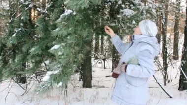 Herbalist çam kozalakları ilaç niyetine toplar.