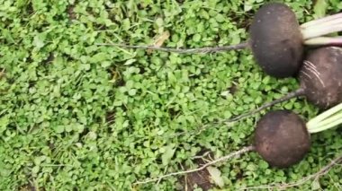 Son zamanlarda siyah turp yalan'ın bahçesinde kazdık kökleri