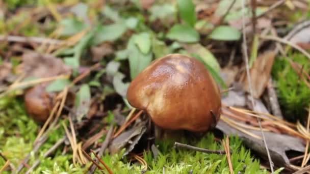 Cogumelo crescendo na clareira musgosa — Vídeo de Stock