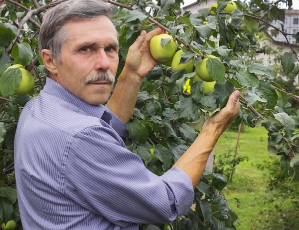 Elderly man in the orchard at the August — Stock Photo, Image