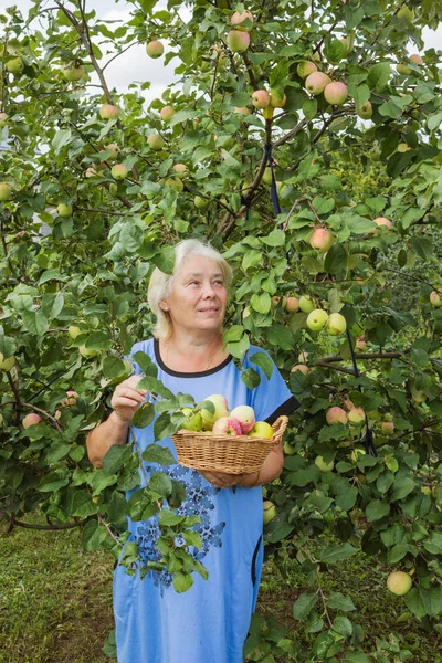An elderly woman standing under an apple tree — Stock Photo, Image