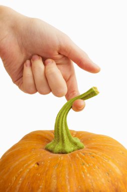 Büyük Balkabağı tutan el