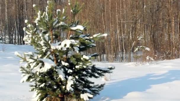 降雪の後にクリアの松の木 — ストック動画