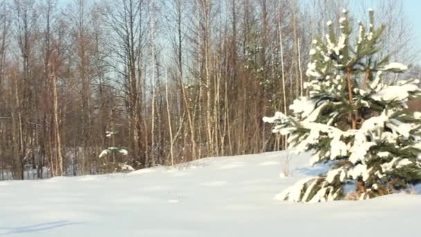 Naaldboom in een open plek na sneeuwval — Stockvideo
