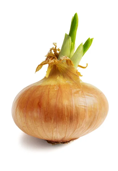 Sprouted onion on white background — Stock Photo, Image