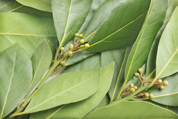 Verse groene blaadjes laurier — Stockfoto