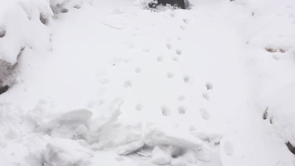 Schneefall im März. Der Mann soll den Schnee beseitigen — Stockvideo