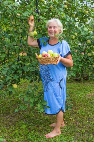 Mogen glad kvinna i trädgården med äpplen — Stockfoto