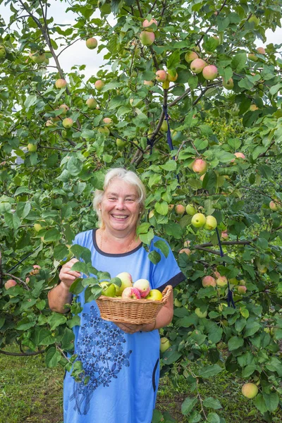 Reife lachende Frau im Garten mit Äpfeln — Stockfoto