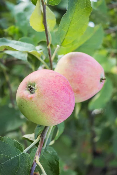 Twee appels op een dunne tak roze — Stockfoto