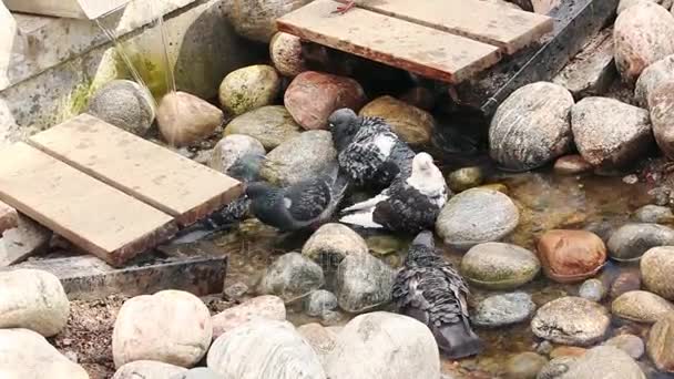 Güvercinler kaynağında banyo — Stok video