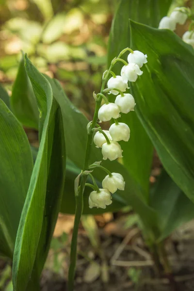Flowers of a lily of the valley on glade — Stock Photo, Image