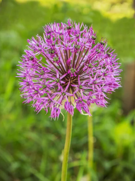 Inflorescence of onions ( Allium suworowii) — Stock Photo, Image