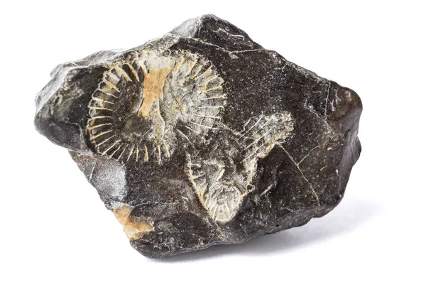 Ammonit taş kalıntıları — Stok fotoğraf
