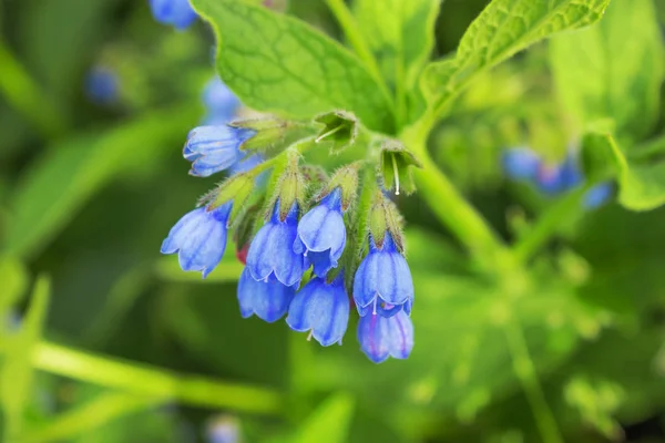 Smeerwortel Kaukasische in juni — Stockfoto