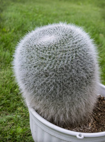 Cactus Mammillaria en una olla en el césped —  Fotos de Stock