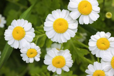 Küçük çiçekli Kasımpatı