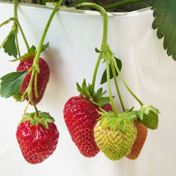 Bunch of strawberries hanging on white kashpo — Stock Photo, Image