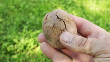 Bakteriyel çürüme tarafından etkilenen yumru