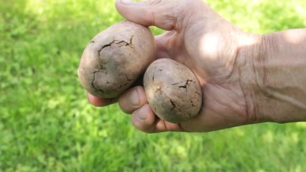 Tubercules affectés par la pourriture bactérienne — Video